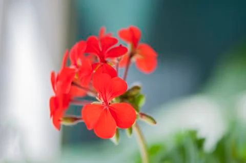 Red geranium Stock-Fotos