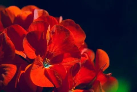 Red geranium Stock Photos