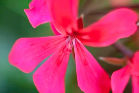 Red geranium Stock Photos