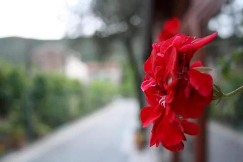 Red Geranium 写真素材