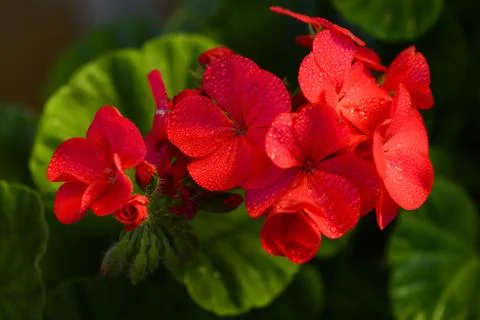 Red geranium 스톡 사진