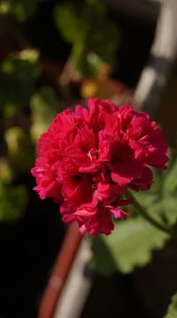 A red geranium Stock Photos