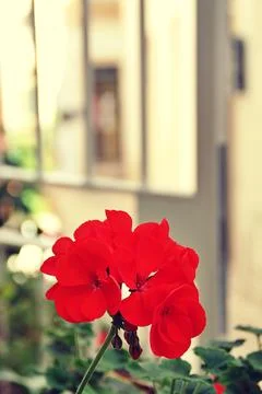 Red geranium Foto stock