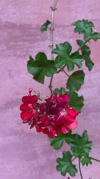 Red geranium on pink background Stock Photos
