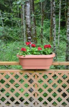 Red geranium planter Stock Photos
