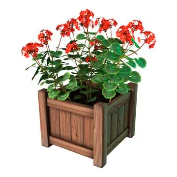 Red Geranium Planter on White Stock Illustration