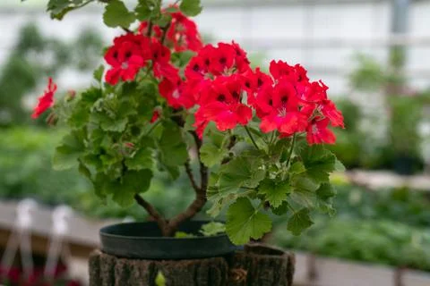 Red geranium in a pot on display Stock Photos