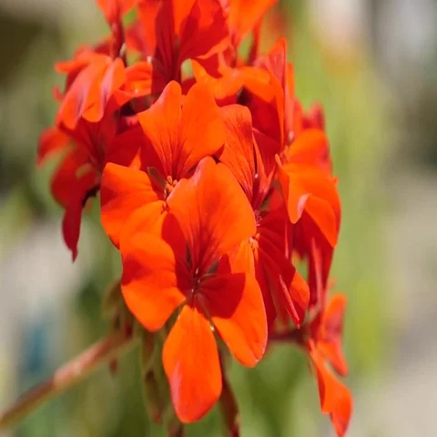 Red Geranium tiny flower blossom in the garden shallow Video stock 69400213