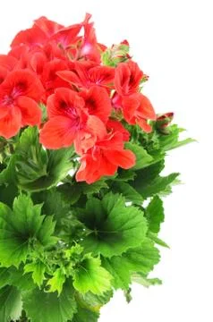 Red Geranium on white background Stock Photos