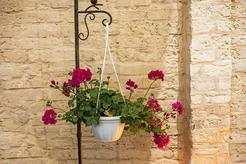 Red geranium in a white pot against a backdrop of old brickwork in the interi Stock Photos