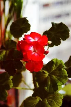 Red geraniums bloom on the window. Red house geranium. Pelargonium hortorum. Stock Photos