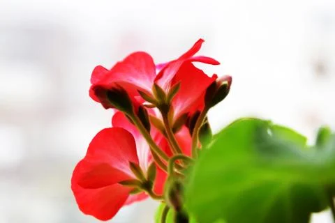 Red geraniums bloom on the window. Red house geranium. Pelargonium hortorum. Stock Photos