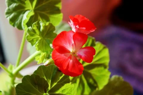 Red geraniums bloom on the window. Red house geranium. Pelargonium hortorum. Stock Photos
