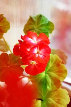 Red geraniums bloom on the window. Red house geranium. Pelargonium hortorum. Stock Photos