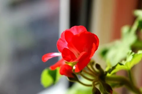 Red geraniums bloom on the window. Red house geranium. Pelargonium hortorum. Stock Photos