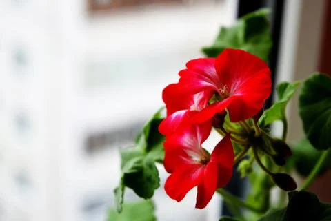 Red geraniums bloom on the window. Red house geranium. Pelargonium hortorum. Stock Photos