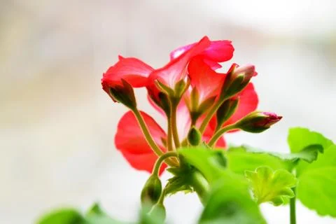 Red geraniums bloom on the window. Red house geranium. Pelargonium hortorum. Stock Photos