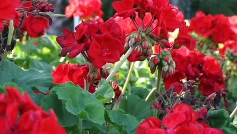 Red Geraniums Stock Footage 10833054