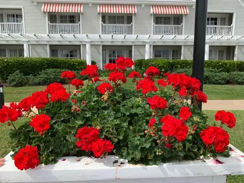 Red geraniums in front of the house Stock Photos