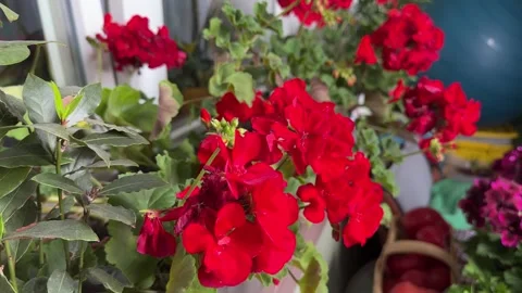 Red geraniums in full bloom on a city balcony Stock Footage 307044131