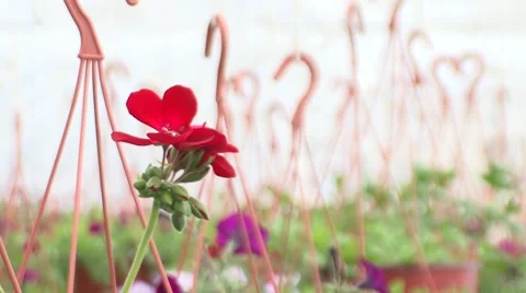 Red geraniums in the greenhouse close-up Stock-Footage 41118811