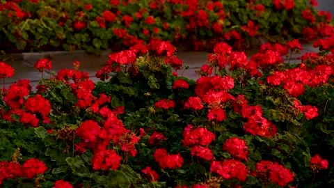 Red geraniums grow in a flower bed in the park Vídeo Stock 271026695