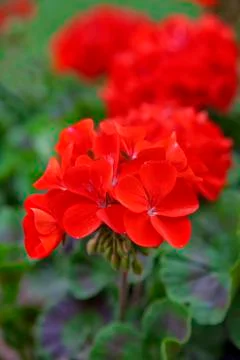 Red geraniums Stock Photos