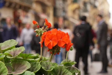 Red geraniums Stock-Fotos