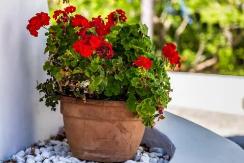 Red geraniums Stock Photos