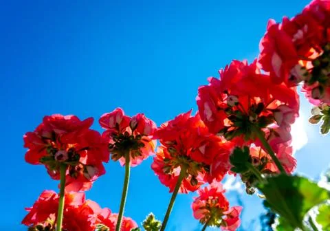 Red geraniums seen from below Stock Photos