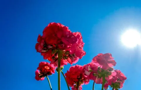 Red geraniums seen from below Stock Photos