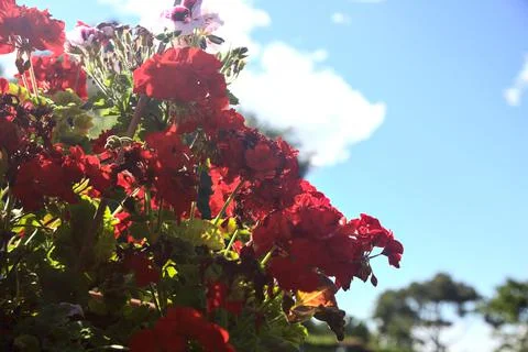 Red geraniums with the sky and the sun behind them Stock Photos