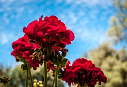 Red geraniums viewed from below Stock Photos