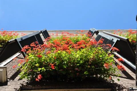 Red geraniums in wondow boxes. Stock Photos
