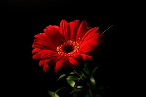 Red gerber on black background Stock Photos
