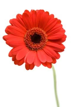 Red Gerber Daisy Isolated on a White Background Foto stock