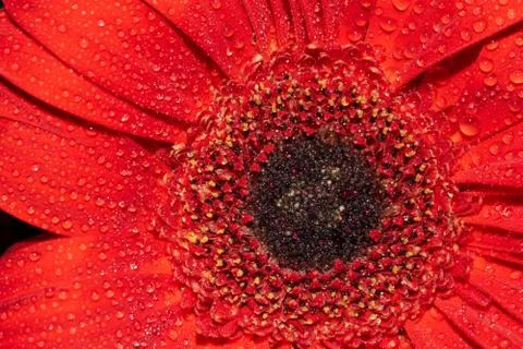 Red Gerber Daisy Foto stock