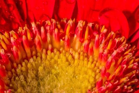 Red Gerber Daisy Foto stock