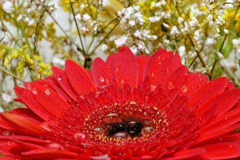 Red gerber flower Stock Photos