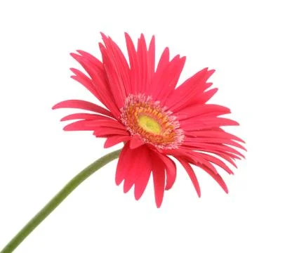 Red Gerber flower Stock Photos
