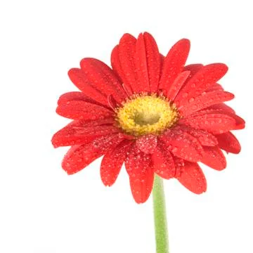 Red gerber Stock Photos