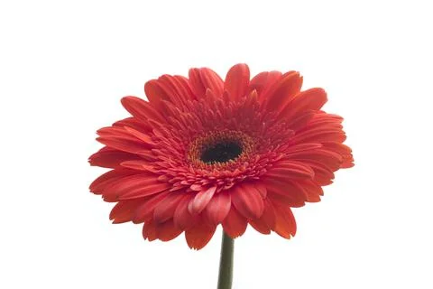 Red gerber Stock-Fotos
