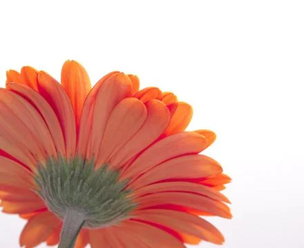 Red gerber Foto stock