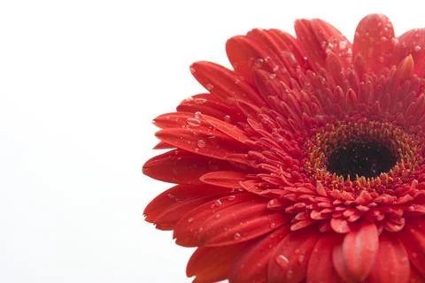 Red gerber Stock-Fotos