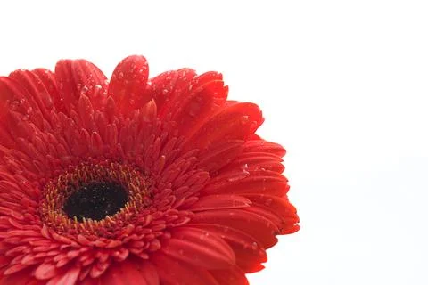 Red gerber Stock-Fotos