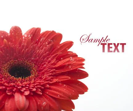 Red gerber Stock-Fotos