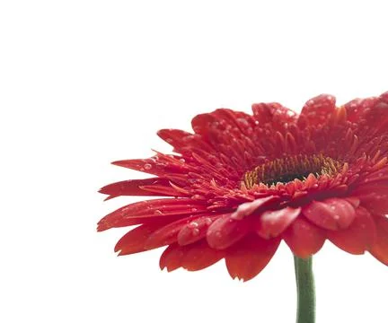 Red gerber Stock-Fotos