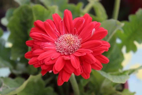 Red Gerbera 2 Stock Photos