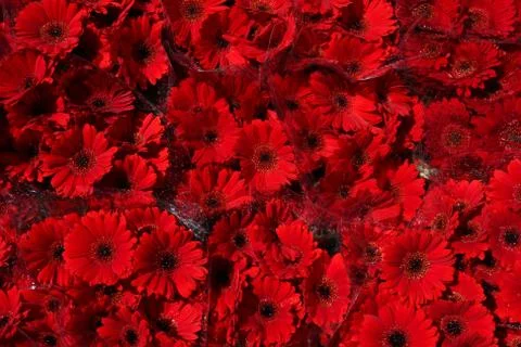 Red gerbera background Stock Photos