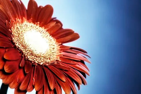 Red Gerbera on blue background Foto stock